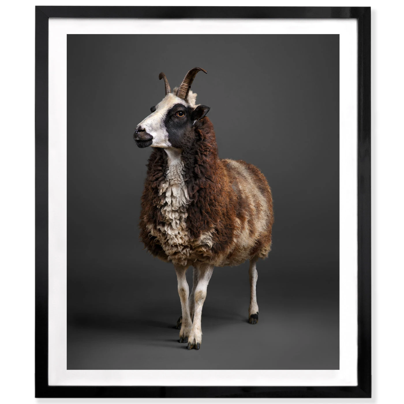 Jonathan Adler Peter Samuels "Dazzle" (the Ewe) 3 Jonathan Adler Peter Samuels "Dazzle" (the Ewe)