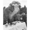 Jonathan Adler "Elephant For Tea" From Getty Images Photography 1 Jonathan Adler "Elephant For Tea" From Getty Images Photography