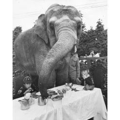 Jonathan Adler "Elephant For Tea" From Getty Images Photography